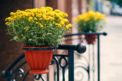 Geländer-Blumentöpfe online kaufen und Norma24 | sparen
