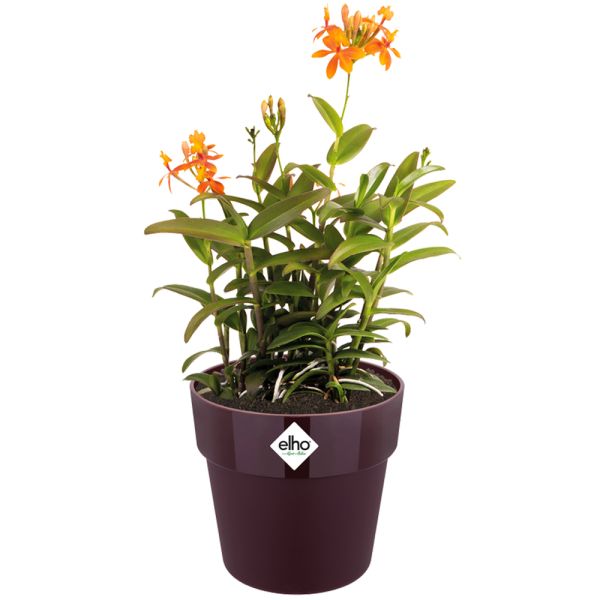 Deuba® Blumentopf Maulbeere 18x17cm 2,9L